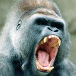 angry_gorilla