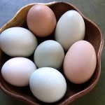 eggs-fresh