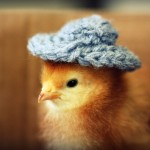 Cutest Baby Chicks in Hats by Julie Persons (9)